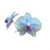 Orkidé Princess Blue