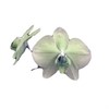 Orkidé Princess White