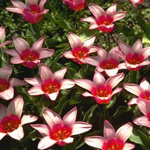 Tulpan Desirée röd