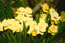 Påsklilja Anne Lime