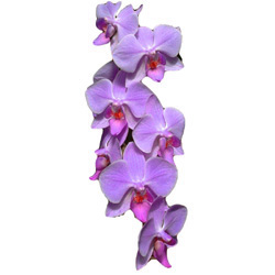 Orkidé Majesty High Beam