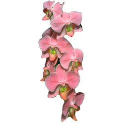 Orkidé Majesty Low Ride