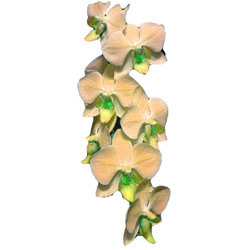 Orkidé Majesty High Five