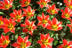 Tulpan Margareta röd