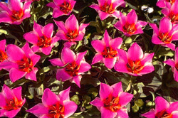 Tulpan Margareta blå