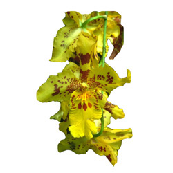 Orkidé Duchess Cream High